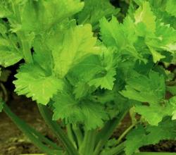 Health Benefits Of Celery Juice